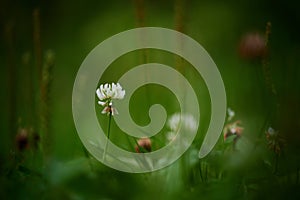 A white clover flower among many whithering ones