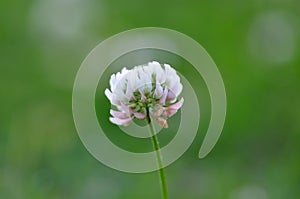 White Clover Flower photo