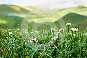 White clover flowers in the grass with dew early morning photo