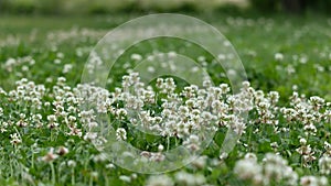 White clover flowers on a green meadow in the summer photo