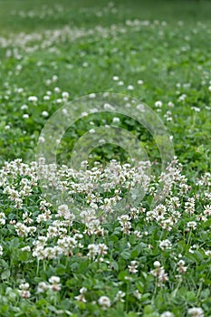 White clover flowers on a green meadow in the summer photo