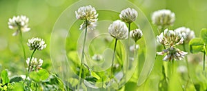 White clover flowers  Trifolium repens  in the green grass.