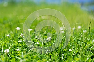 White clover in the green grass