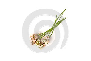 White clover isolated on white background