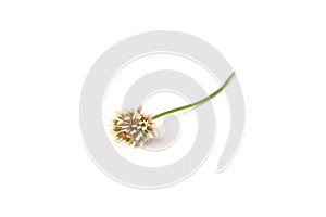 White clover isolated on white background