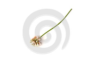 White clover isolated on white background