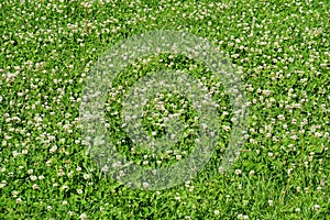 White clover or in Latin Trifolium repens surrounded by green grass