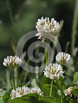 White Clover - Trifolium repens photo