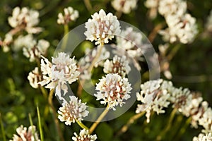 White clover (Trifolium repens) photo