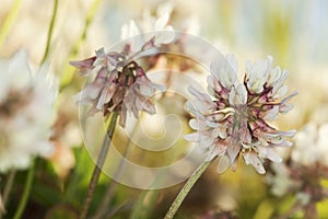 White clover (Trifolium repens) photo