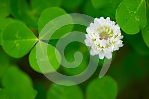 White Clover-Trifolium repens