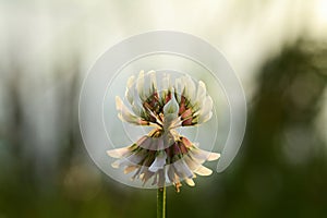 White clover (Trifolium repens)