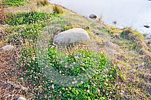 White clover (Trifolium repens)