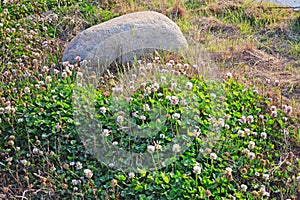 White clover (Trifolium repens)