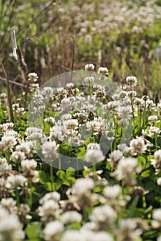 White clover (Trifolium repens)