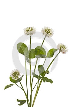 White clover photo