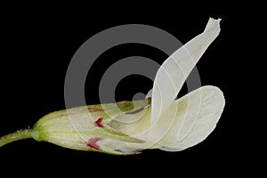 White Clover (Trifolium repens). Flower Closeup