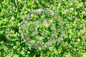 White clover (Trifolium repens). Flower of the clover. Trifolium Repens L. photo