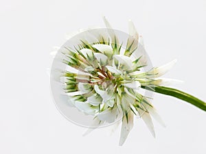 White clover