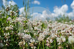 white clover wild meadow flowers in field over deep blue sky. Nature vintage summer autumn outdoor photo. Selective focus macro sh