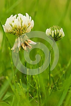 White Clovers, big and small photo