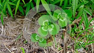 White clower leaf or Trifolium Reperns as also known as Dutch Clover.