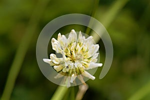 White Clower & x28;Trifolium repens& x29;