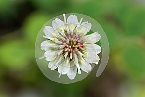 White Clower & x28;Trifolium repens& x29;