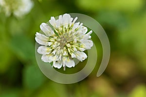 White Clower & x28;Trifolium repens& x29;