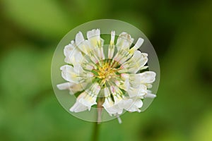 White Clower & x28;Trifolium repens& x29;