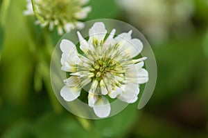 White Clower & x28;Trifolium repens& x29;