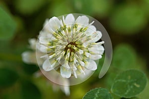 White Clower & x28;Trifolium repens& x29;