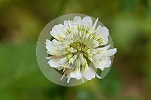 White Clower & x28;Trifolium repens& x29;
