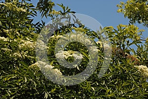 WHITE CLUSTERS OF ELDERBERRY FLOWERS ON A TREE