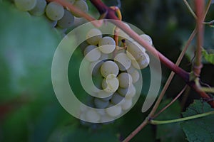 White clusters of ripe grapes are hidden in the foliage