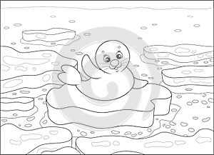 White-coat seal on an ice floe