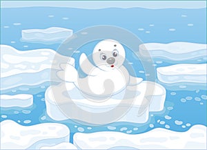 White-coat seal on an ice floe