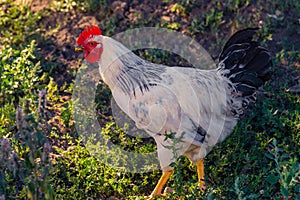 A white rooster stands on a background of green grass, White cock, poultry farm. Side view on black background. Close up. Profile