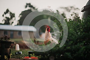 White Cock Rooster in Grass Barn Garden