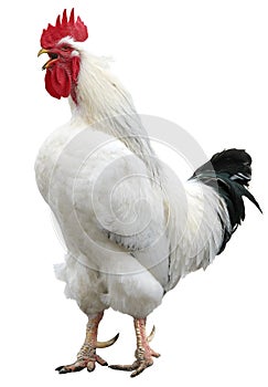 White cock, rooster isolated