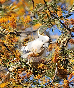 White cockatoo