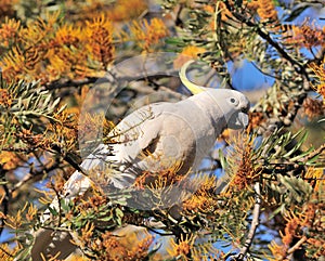 White cockatoo