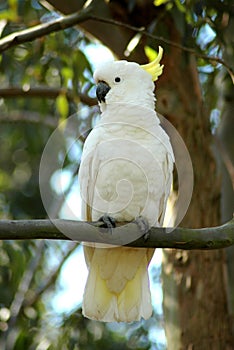 White Cockatoo