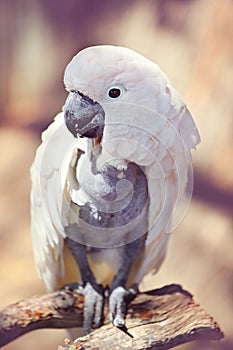 White cockatoo