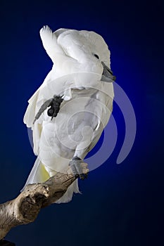 White Cockatoo