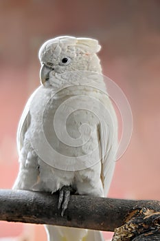 White cockatoo in aviary in zoo