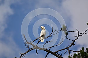 White Cockatoo