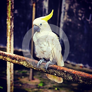 The white cockatoo Cacatua alba photo