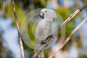 White Cockatoo (Cacatua alba) photo