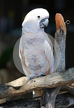 White cockatoo